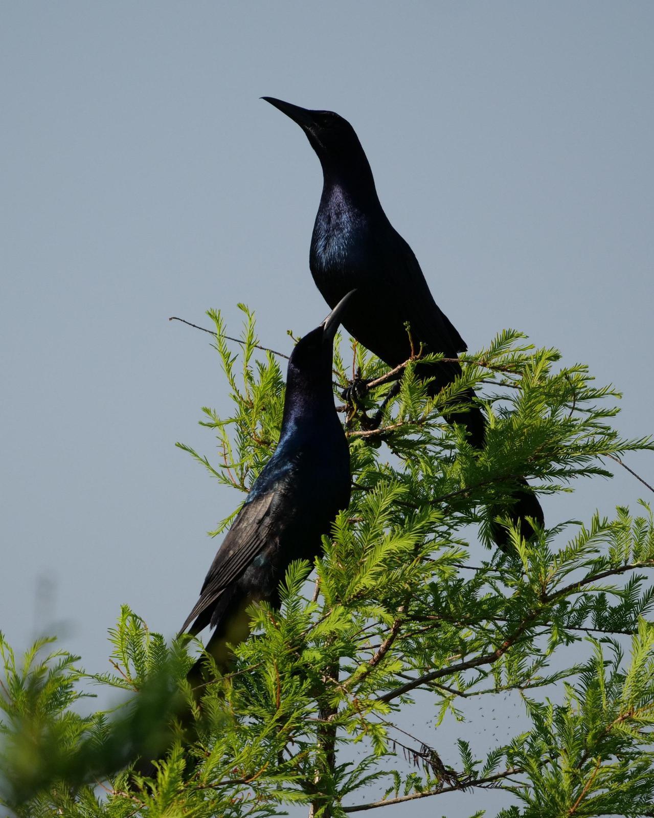 Boat-tailed Grackle Photo by Steve Percival