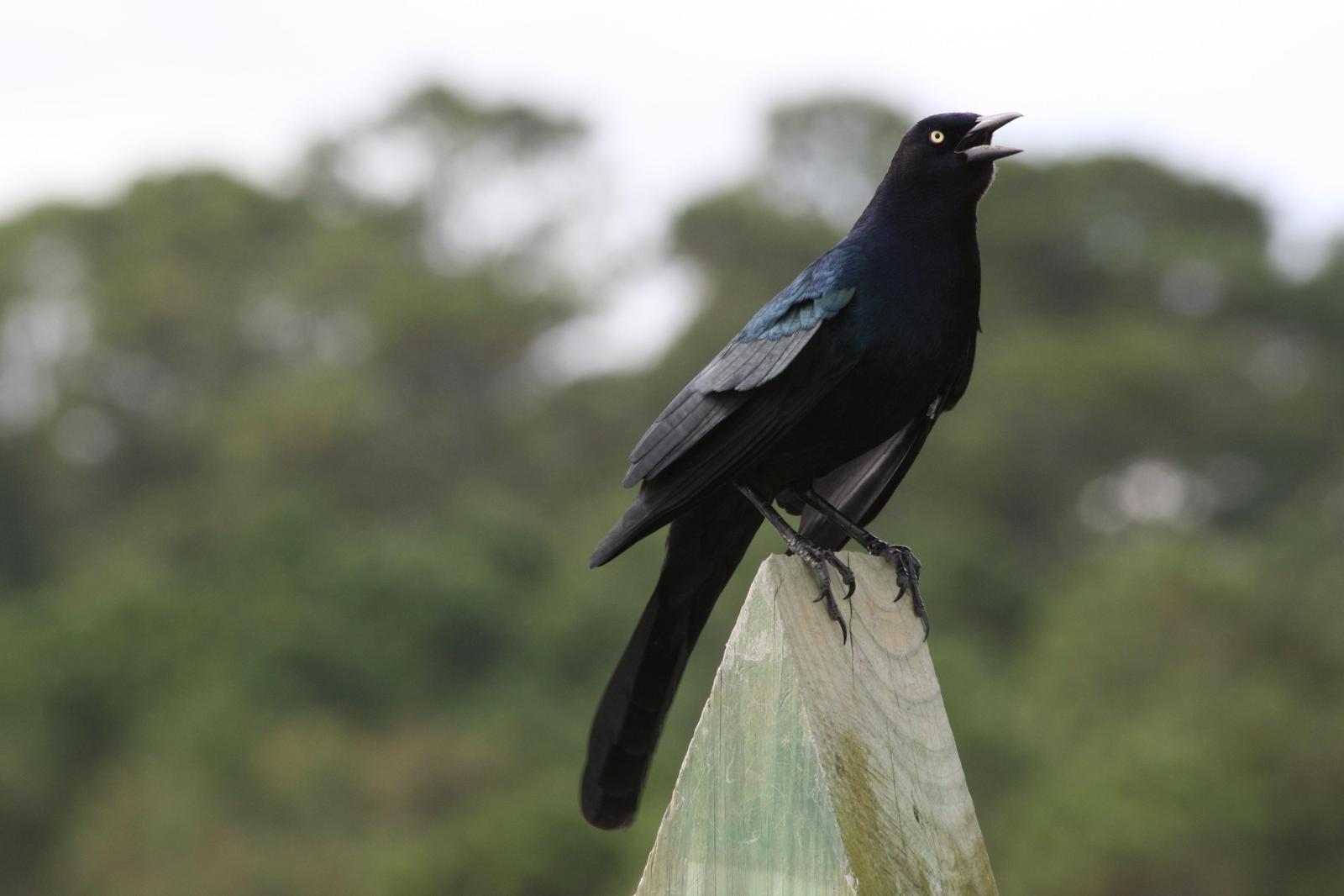 Boat-tailed Grackle Photo by Peter Bergeson