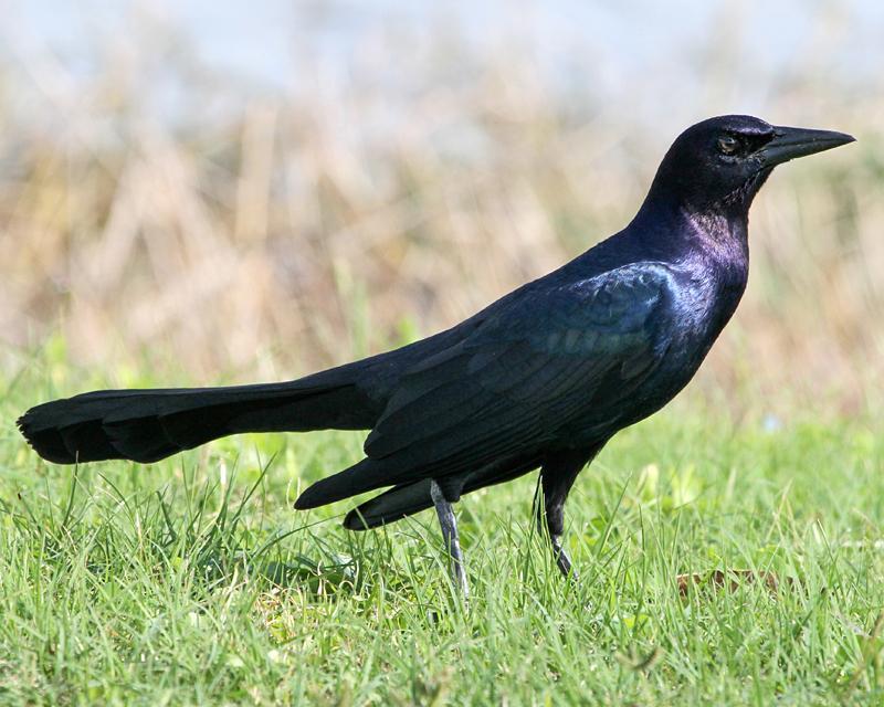 Boat-tailed Grackle Photo by Ashley Bradford