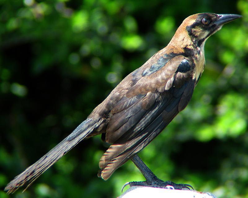 Boat-tailed Grackle Photo by Ashley Bradford