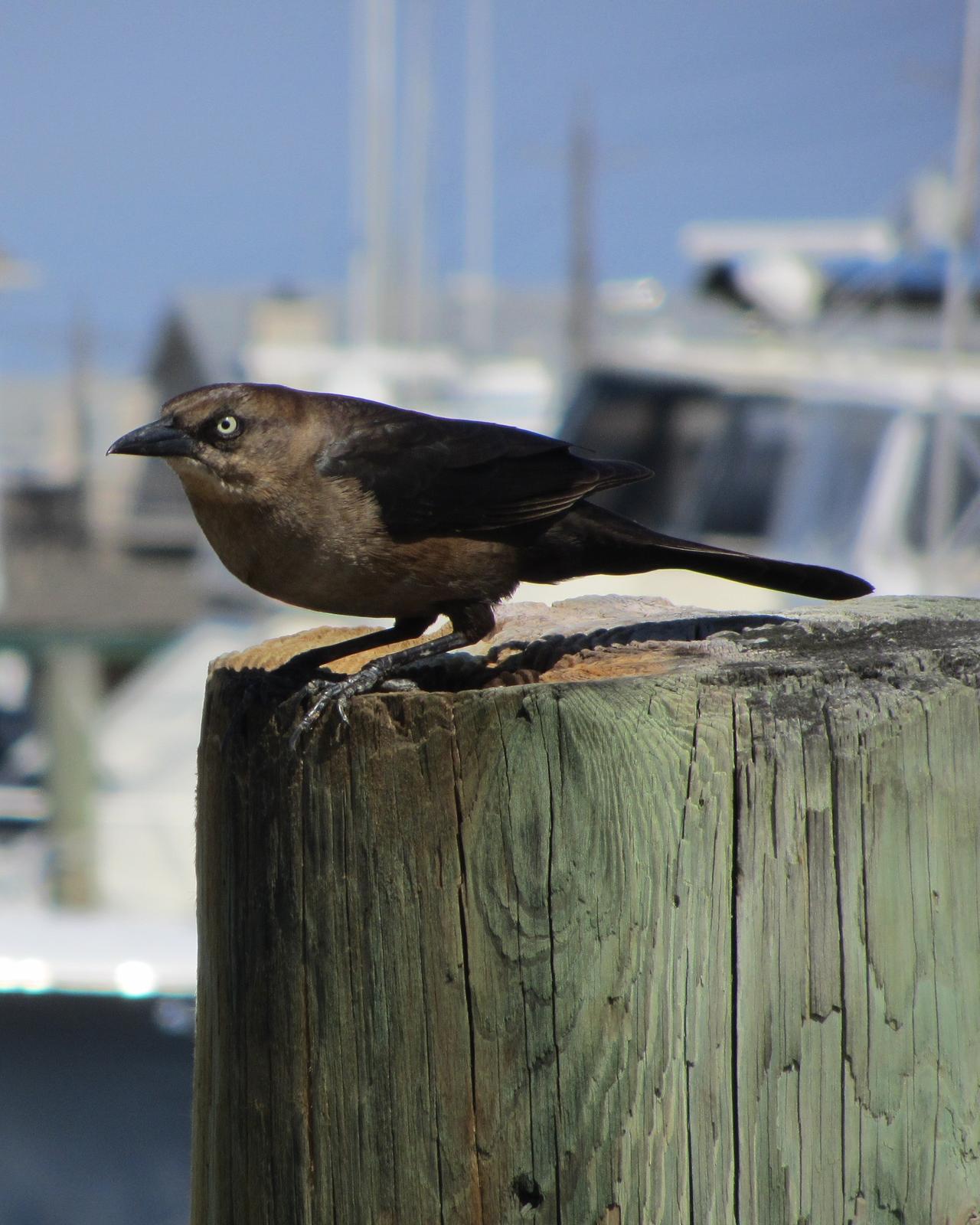 Boat-tailed Grackle Photo by Sandra Forbes