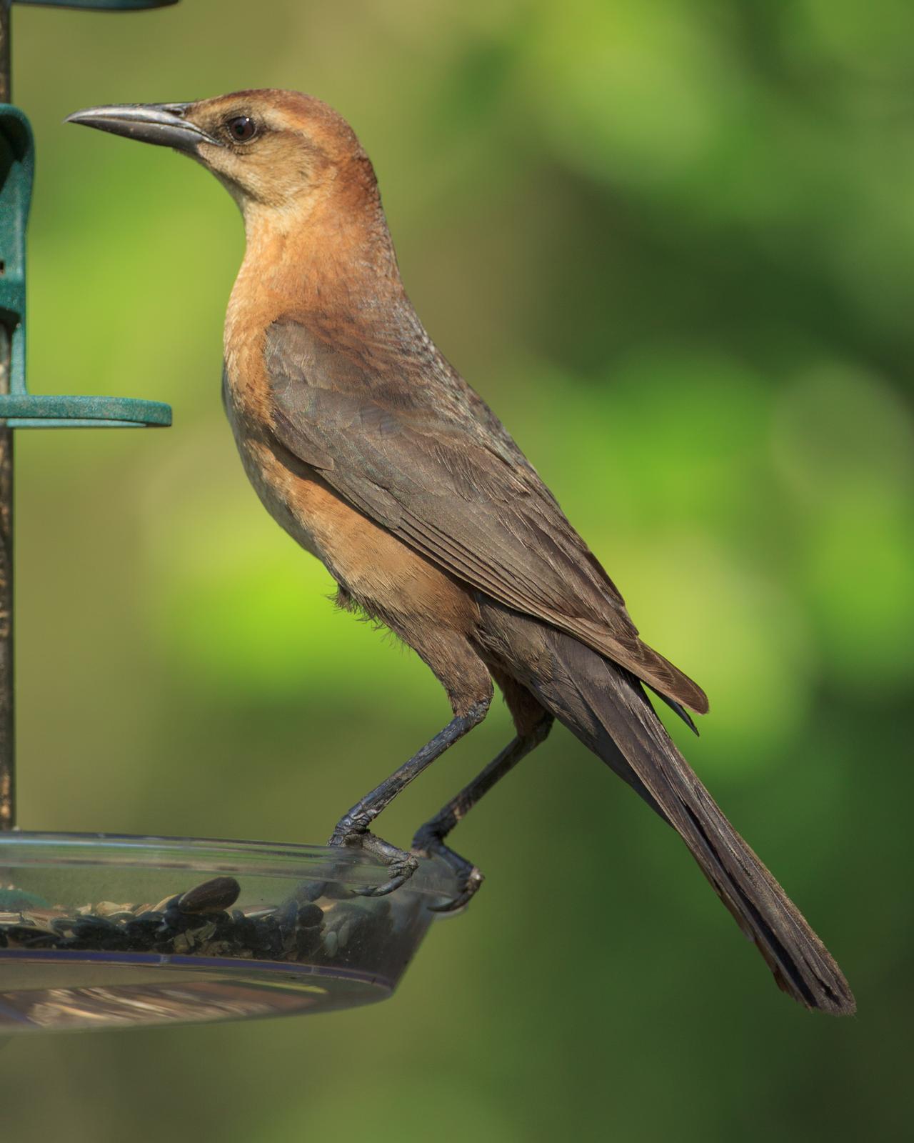 Boat-tailed Grackle Photo by JC Knoll