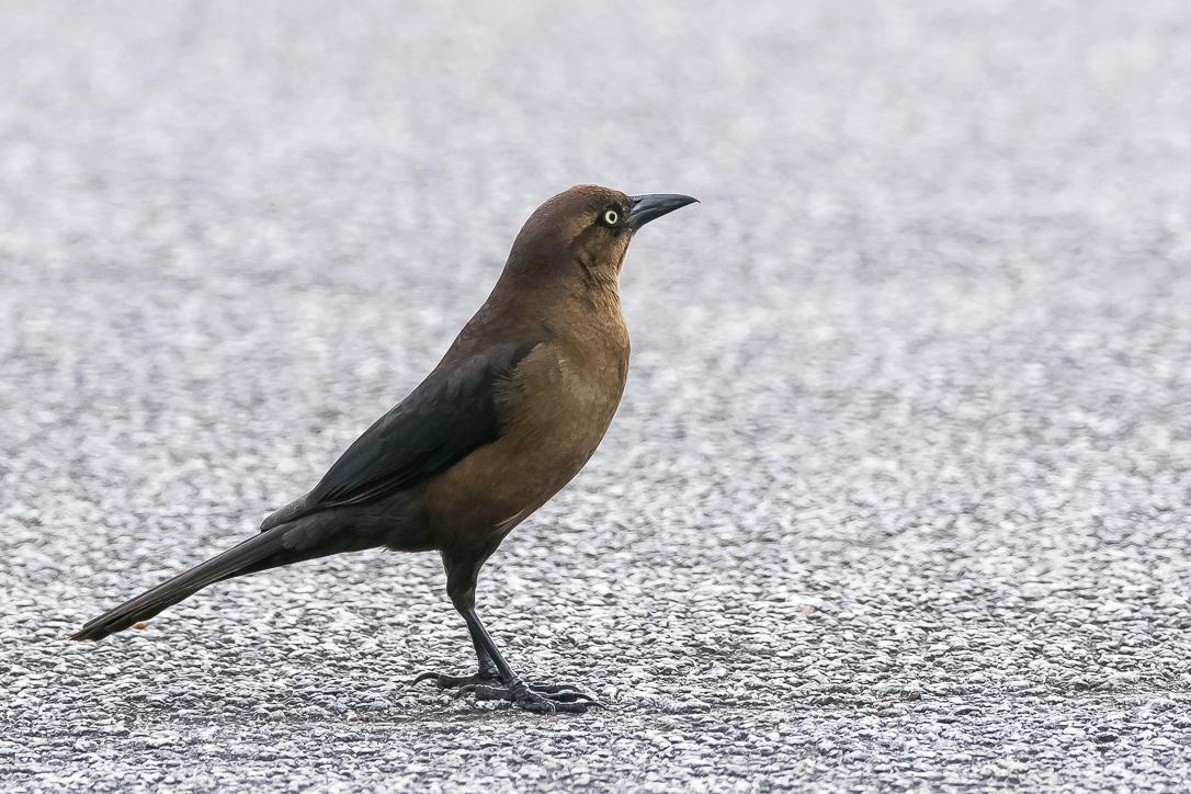Boat-tailed Grackle Photo by Gerald Hoekstra
