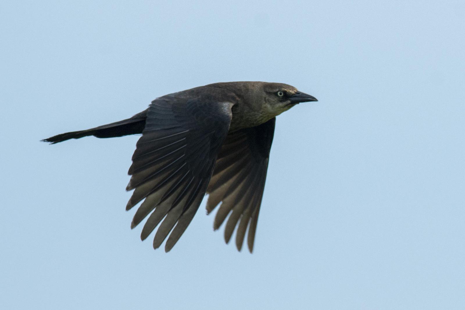 Boat-tailed Grackle Photo by Thomas J Dunkerton