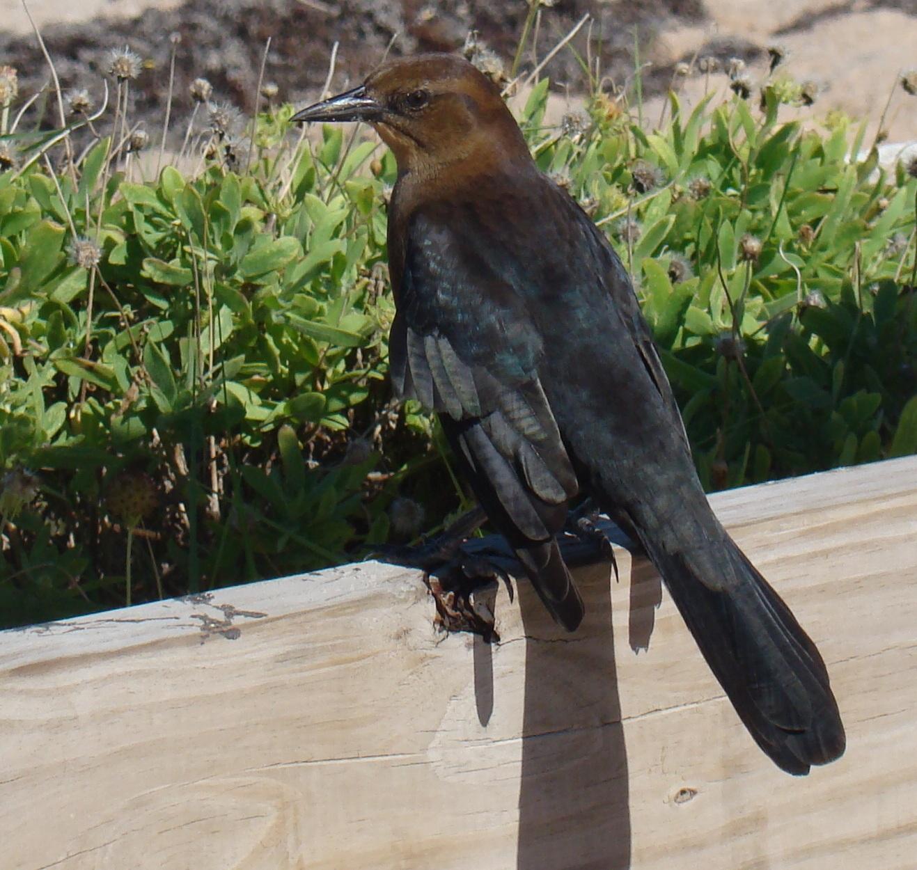 Boat-tailed Grackle Photo by Bob Heitzman