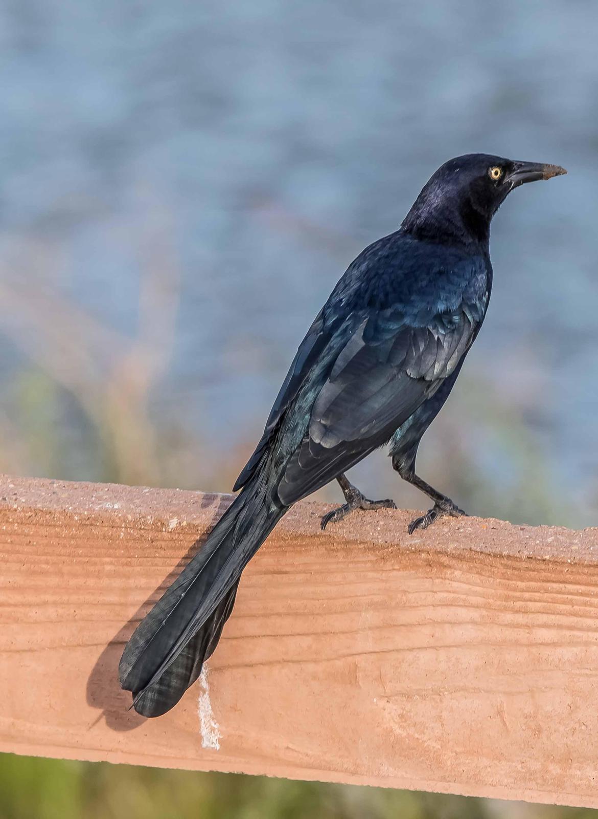 Boat-tailed Grackle Photo by Wally Wenzel