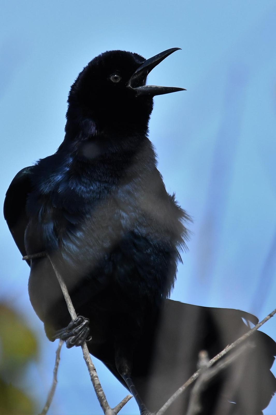 Boat-tailed Grackle Photo by Jerry Chen