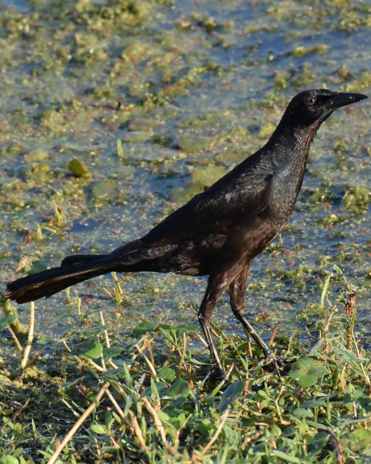 Boat-tailed Grackle Photo by Emily Percival
