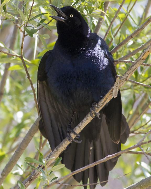 Great-tailed Grackle Photo by Anthony Gliozzo