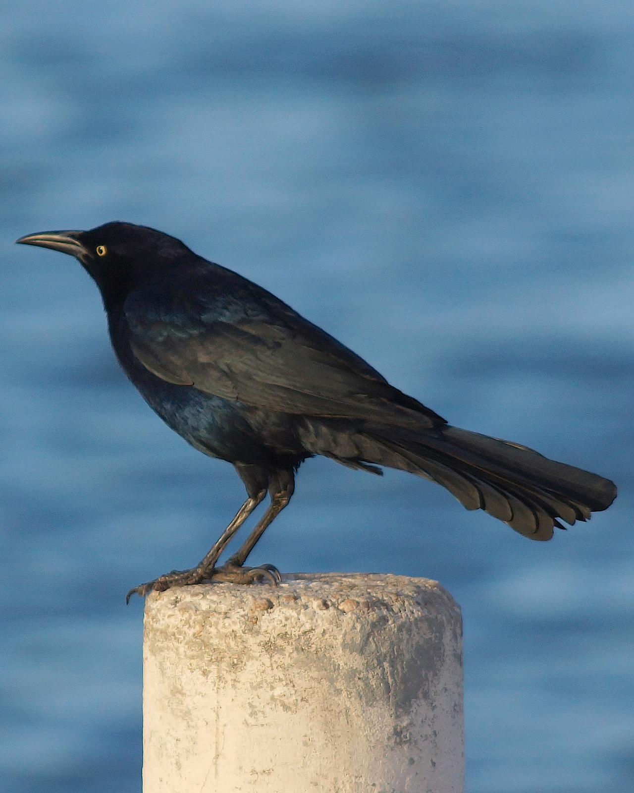 Great-tailed Grackle Photo by Gerald Hoekstra