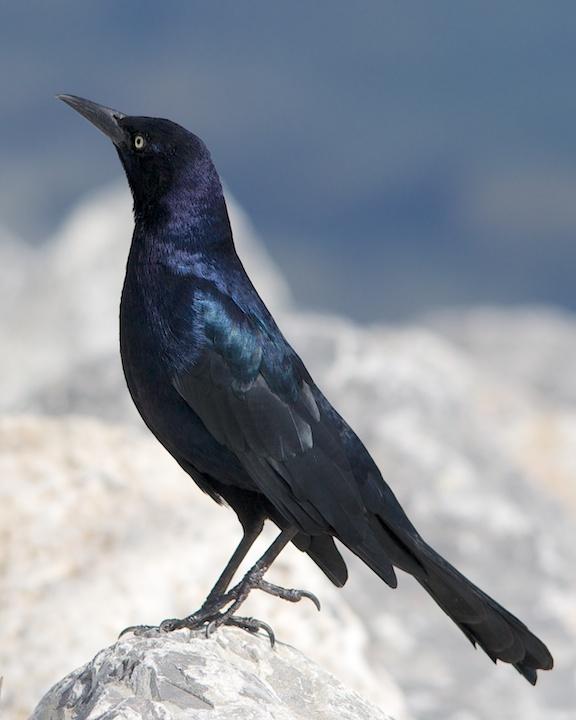 Great-tailed Grackle Photo by Denis Rivard