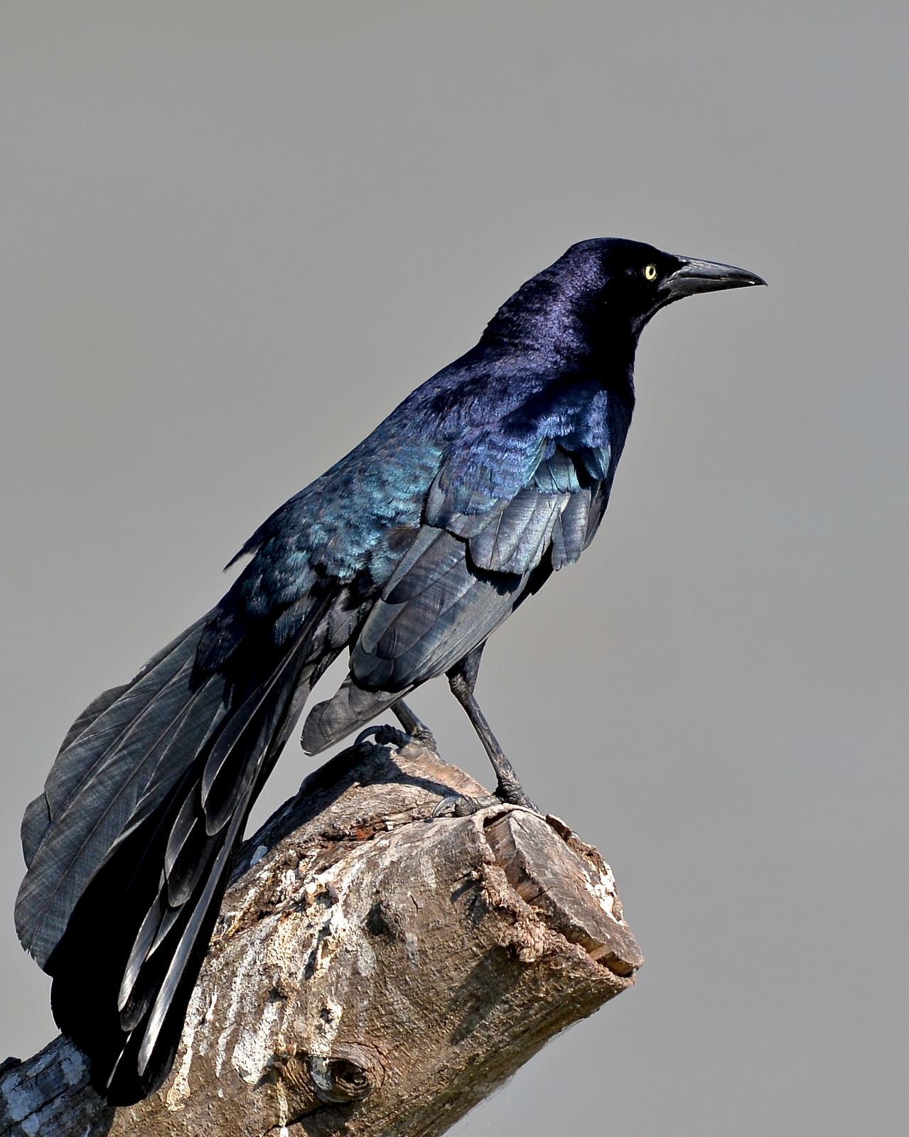 Great-tailed Grackle Photo by Gerald Friesen