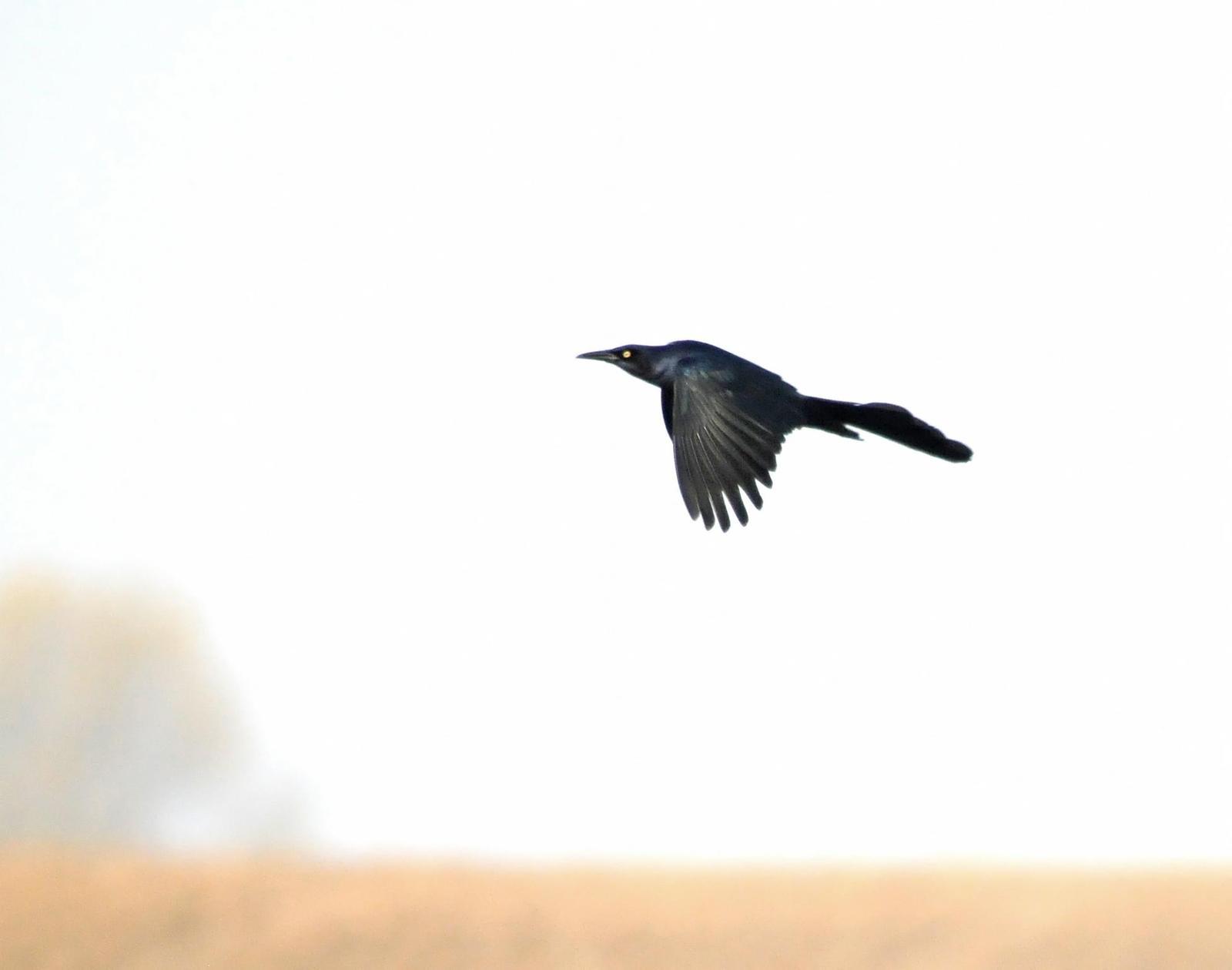 Great-tailed Grackle Photo by Steven Mlodinow
