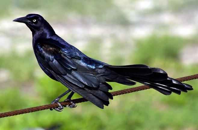 Great-tailed Grackle Photo by Dan Tallman