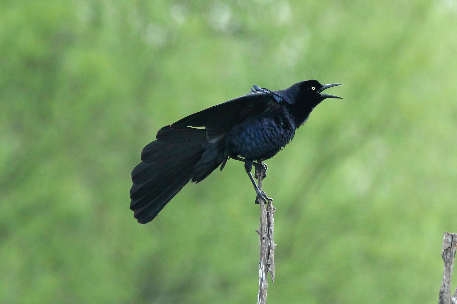 Great-tailed Grackle Photo by Kristy Baker