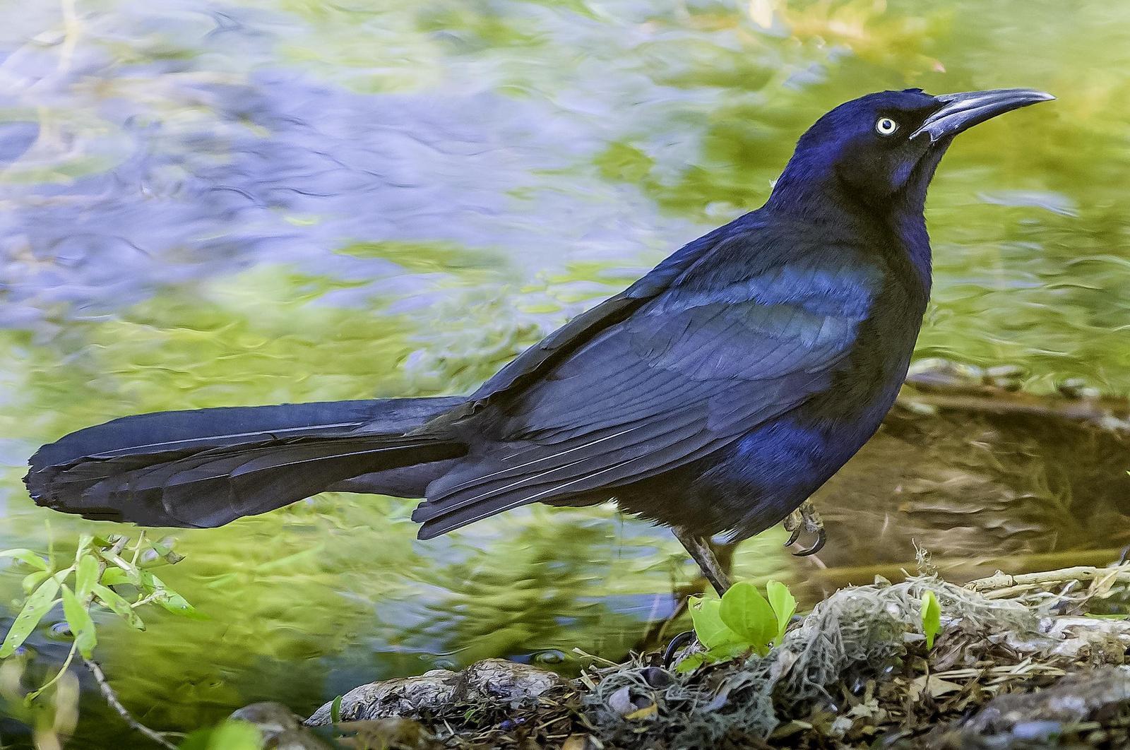 Great-tailed Grackle Photo by Mason Rose