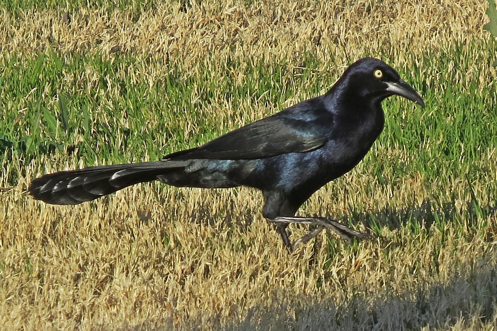Great-tailed Grackle Photo by Bob Neugebauer
