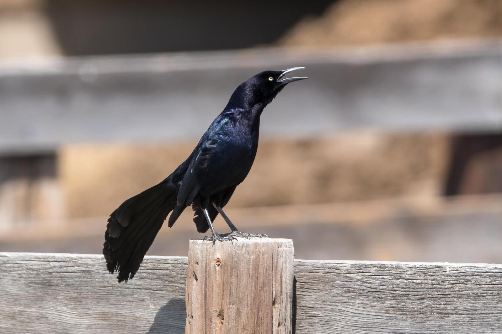 Great-tailed Grackle Photo by Gerald Hoekstra