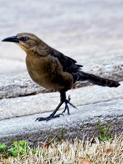 Great-tailed Grackle Photo by Dan Tallman