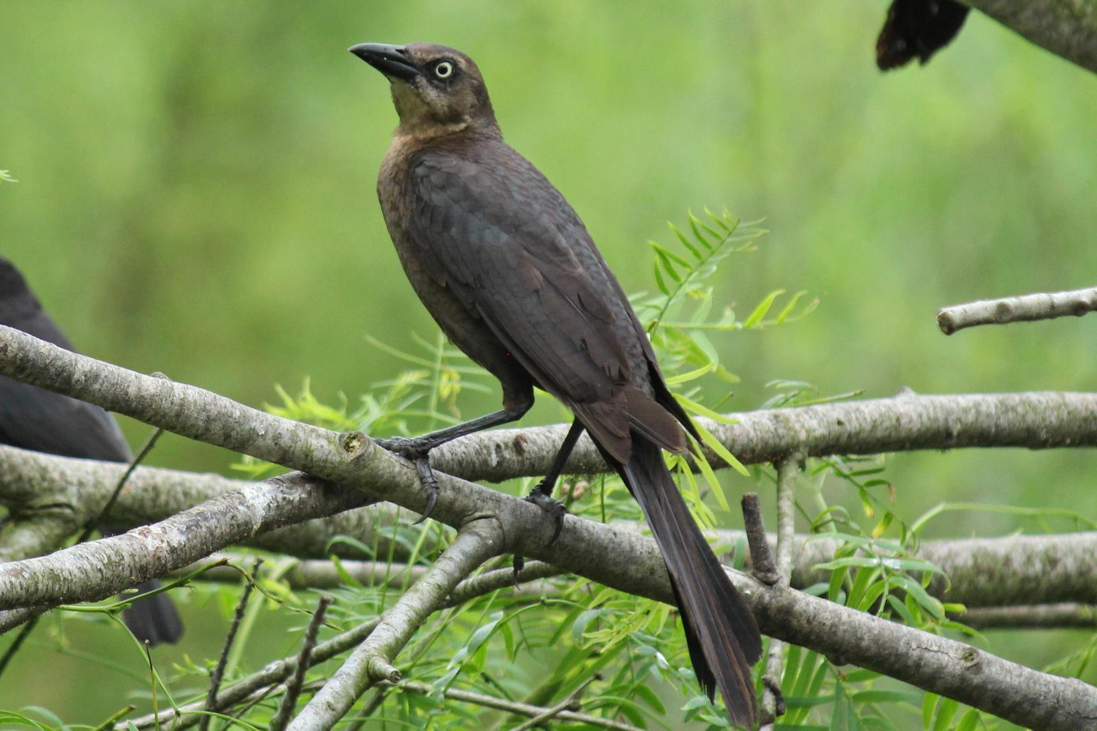 Great-tailed Grackle Photo by Kristy Baker
