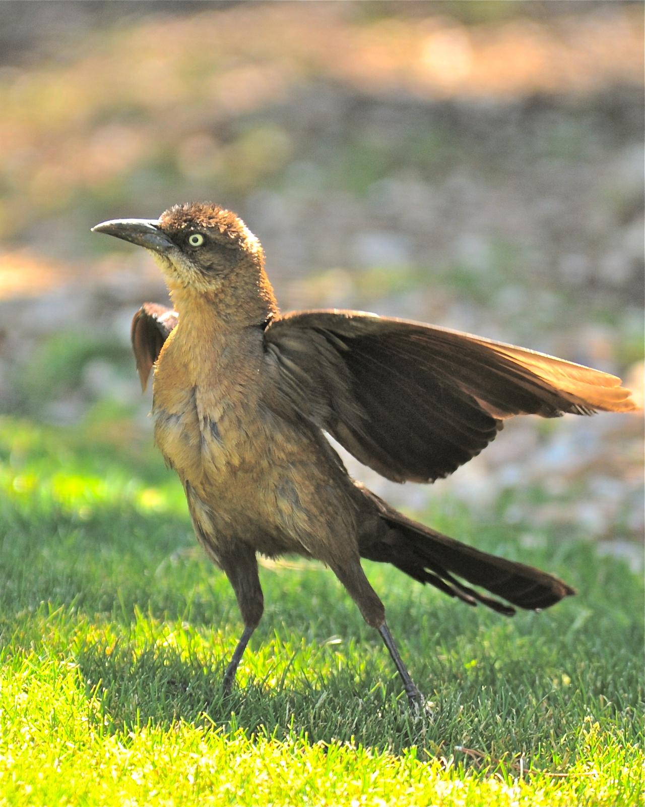 Great-tailed Grackle Photo by Gerald Friesen