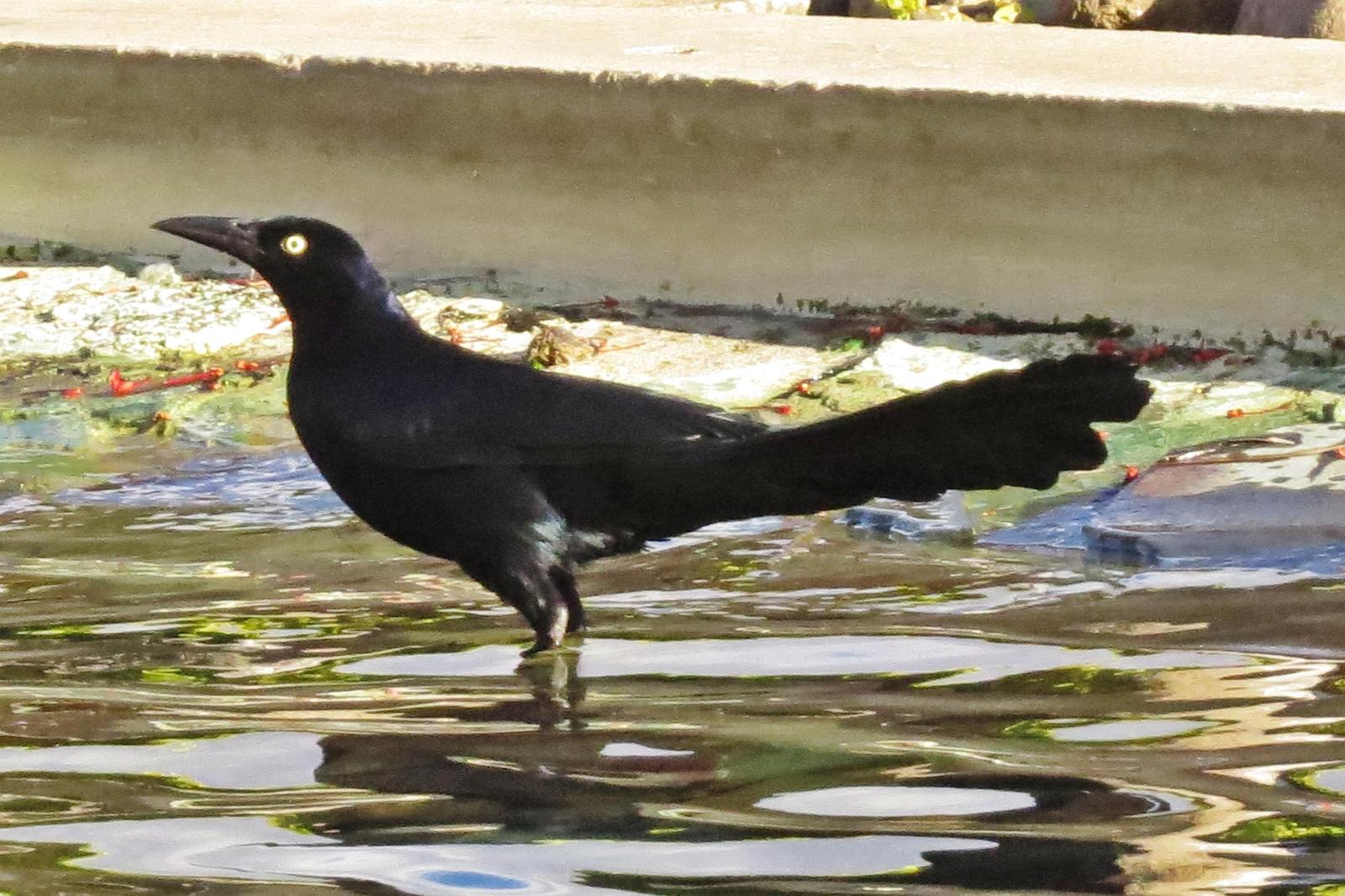 Great-tailed Grackle Photo by Enid Bachman