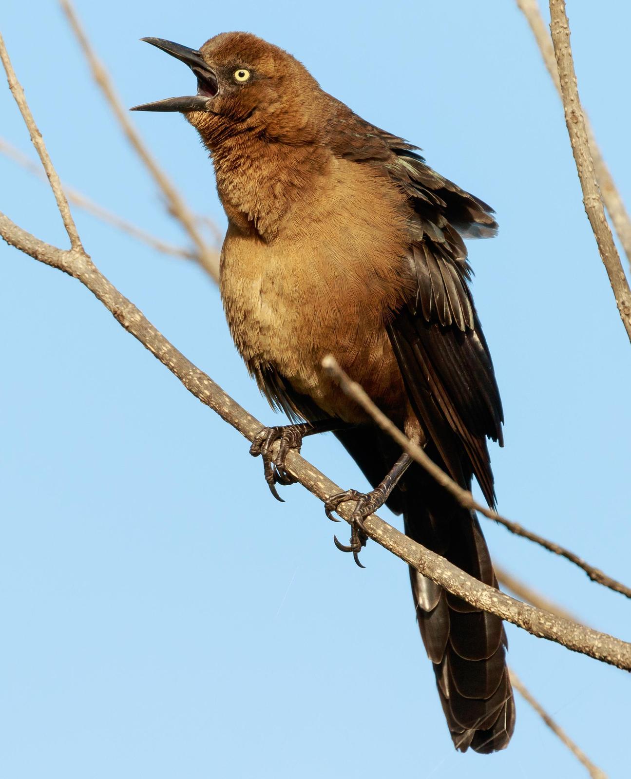 Great-tailed Grackle Photo by John Hannan