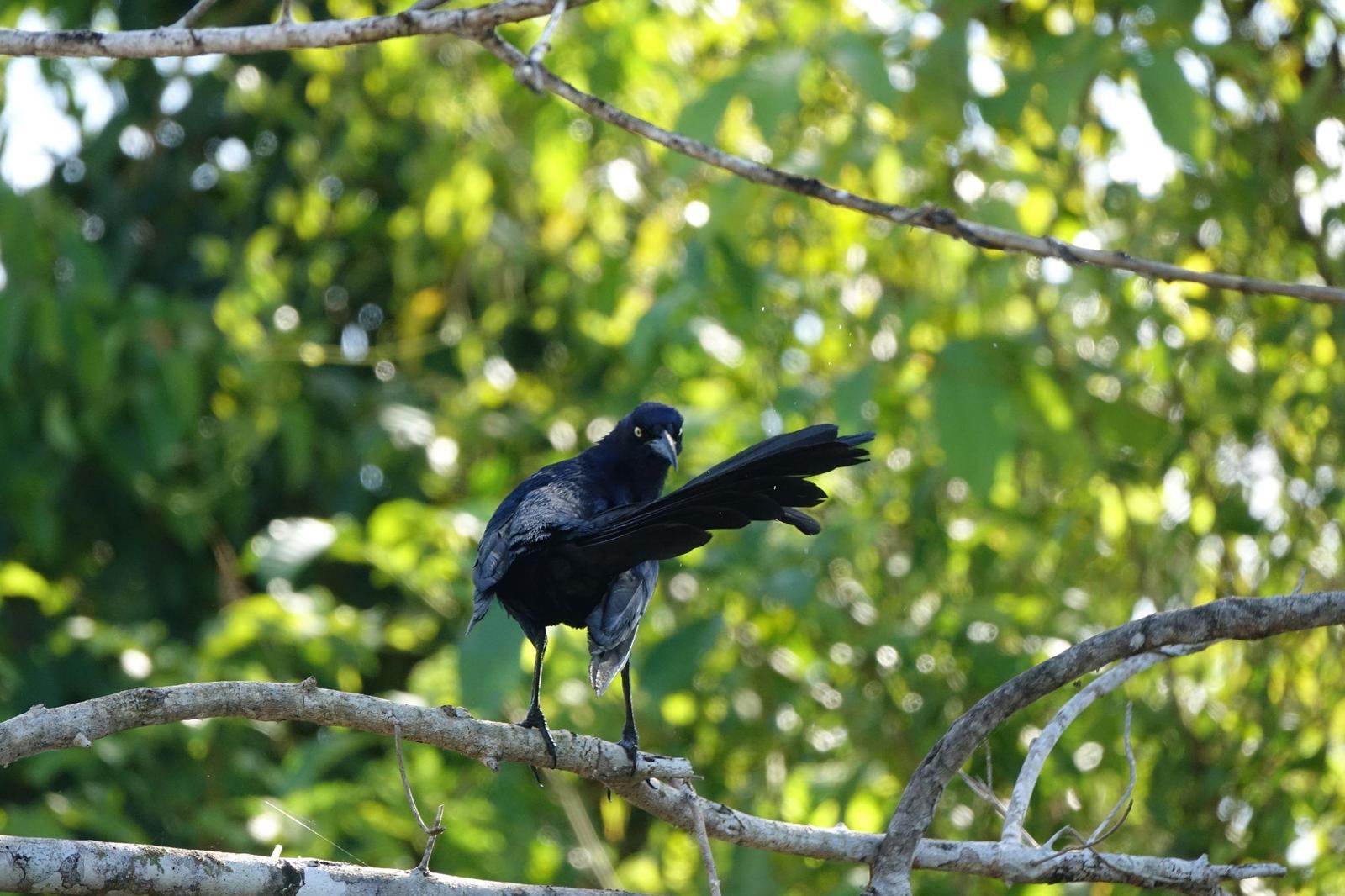 Nicaraguan Grackle Photo by Bonnie Clarfield-Bylin