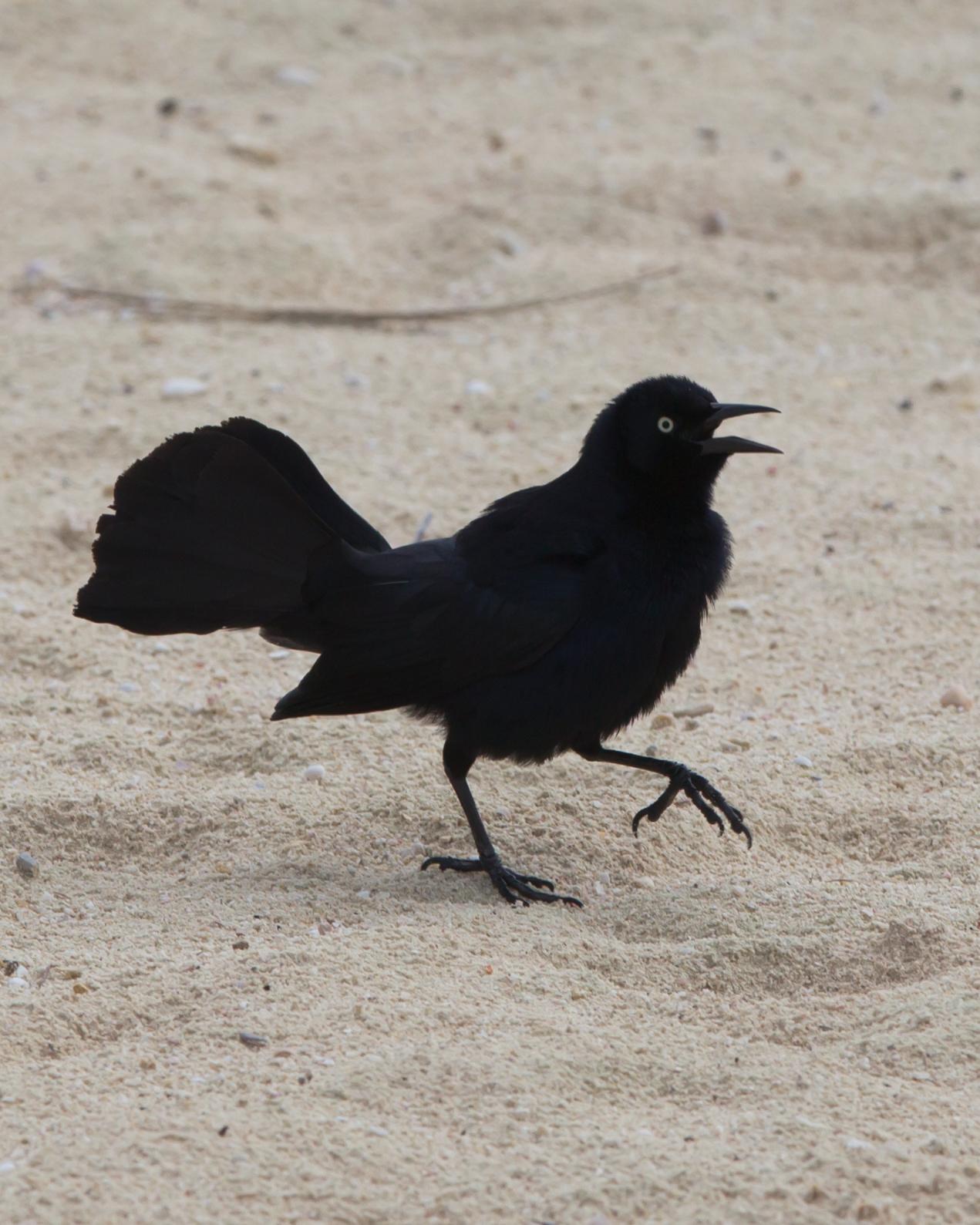 Greater Antillean Grackle Photo by Kevin Berkoff