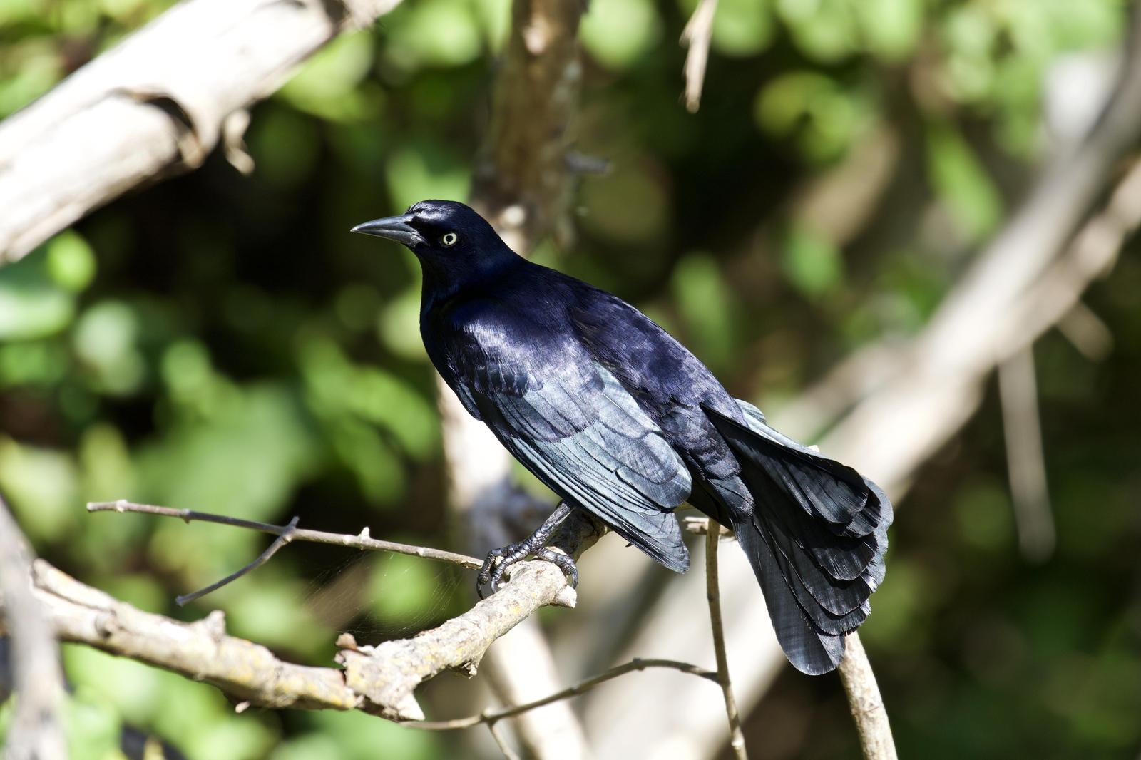 Greater Antillean Grackle Photo by  
