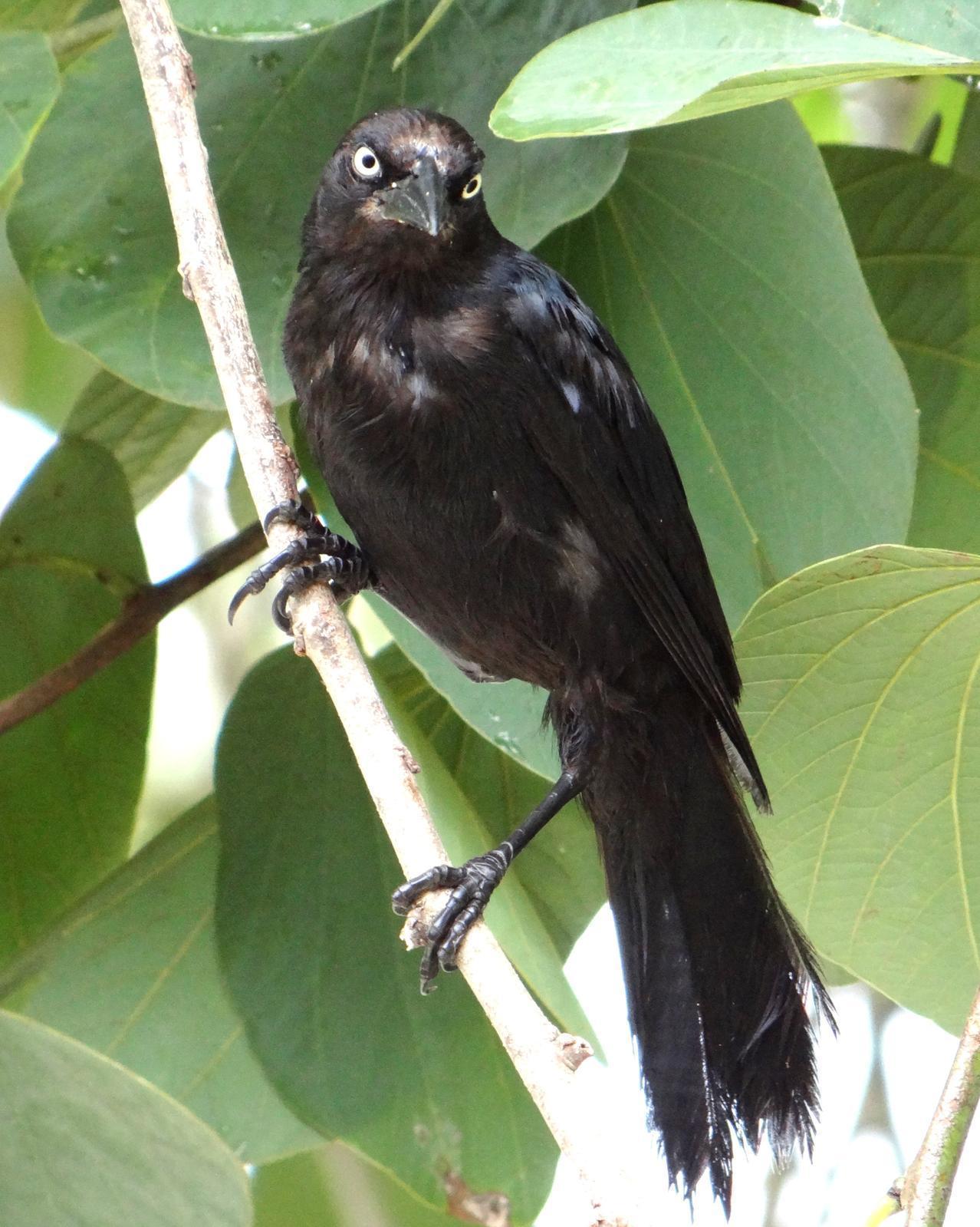Greater Antillean Grackle Photo by Todd A. Watkins