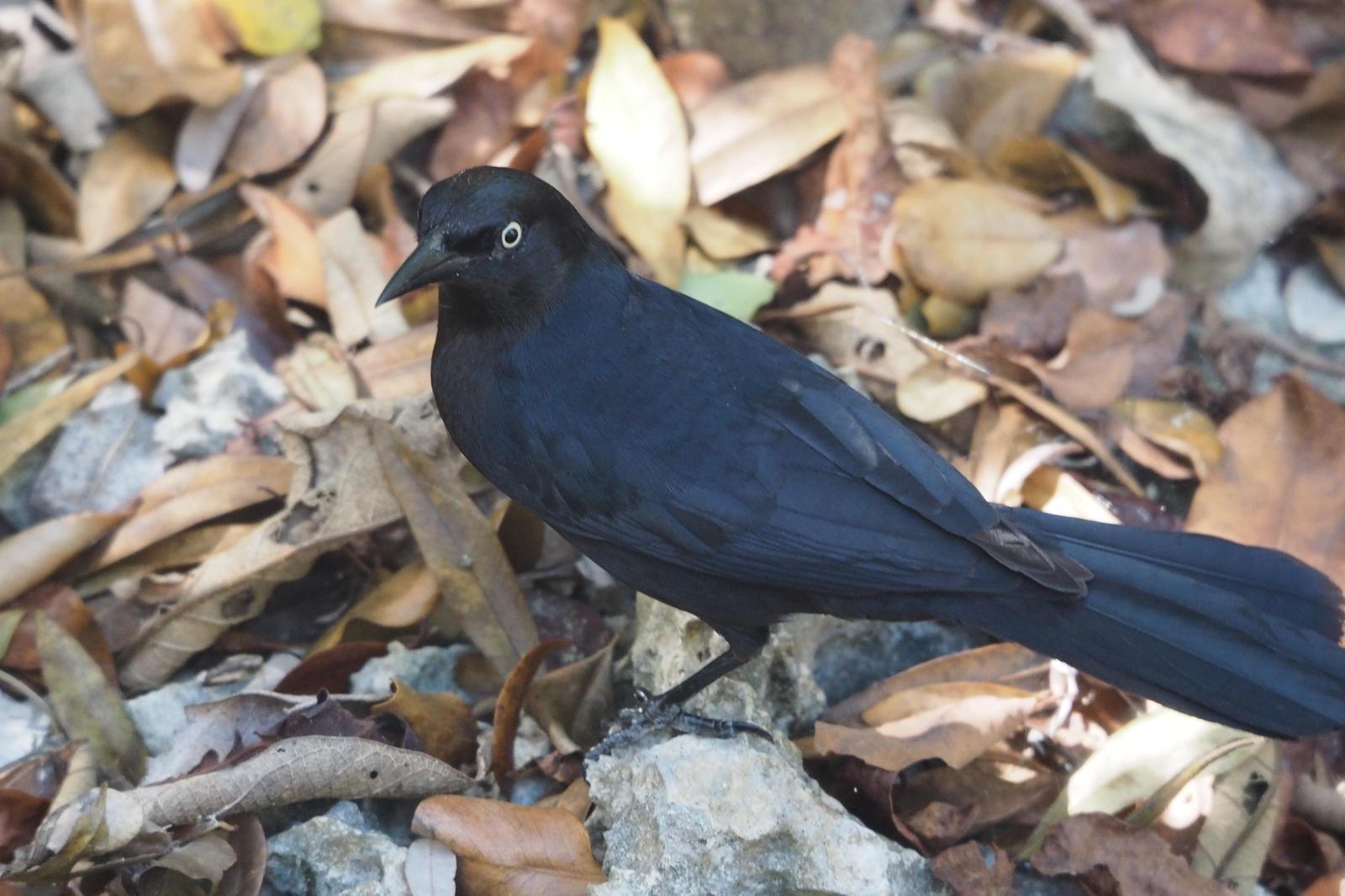 Greater Antillean Grackle Photo by Colin Hill