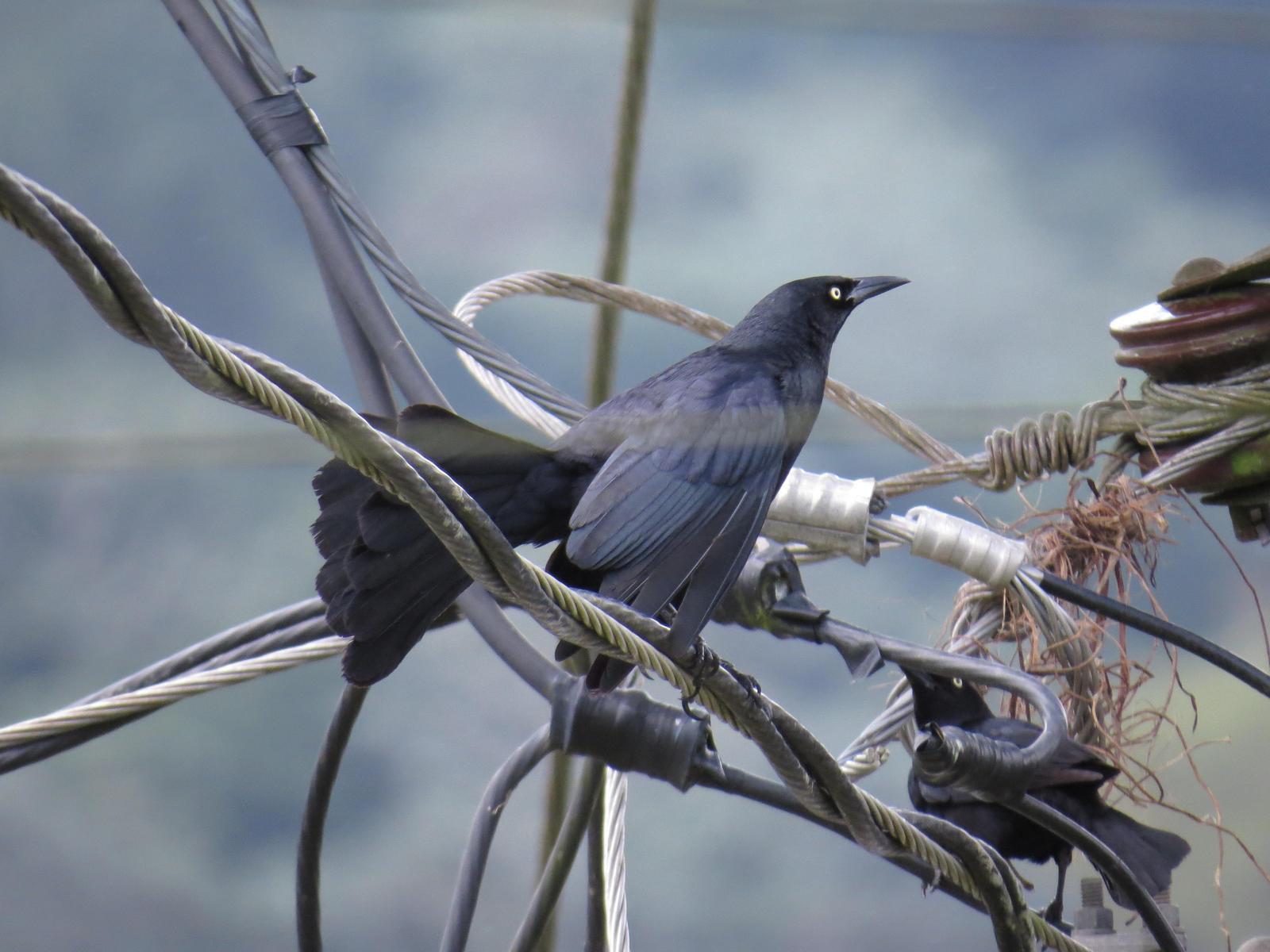Greater Antillean Grackle Photo by Bonnie Clarfield-Bylin