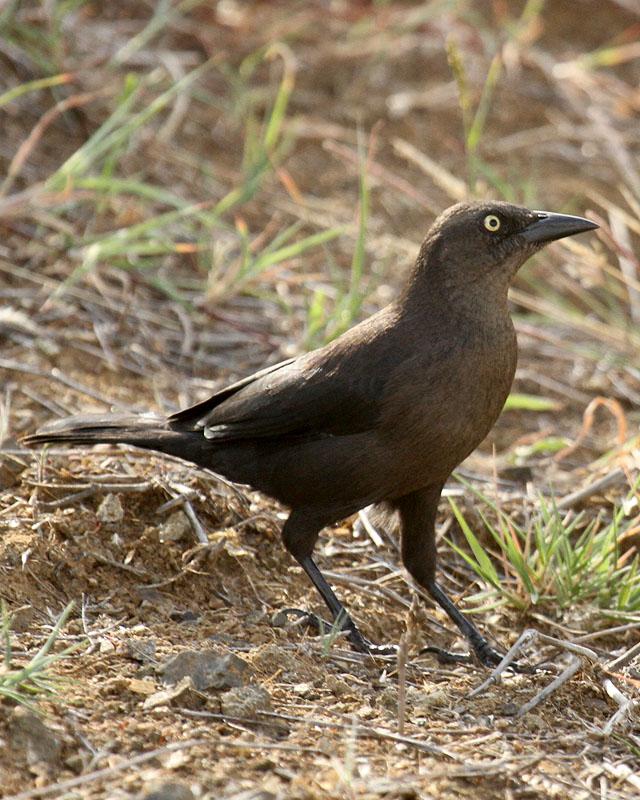 Carib Grackle Photo by Cathy Sheeter