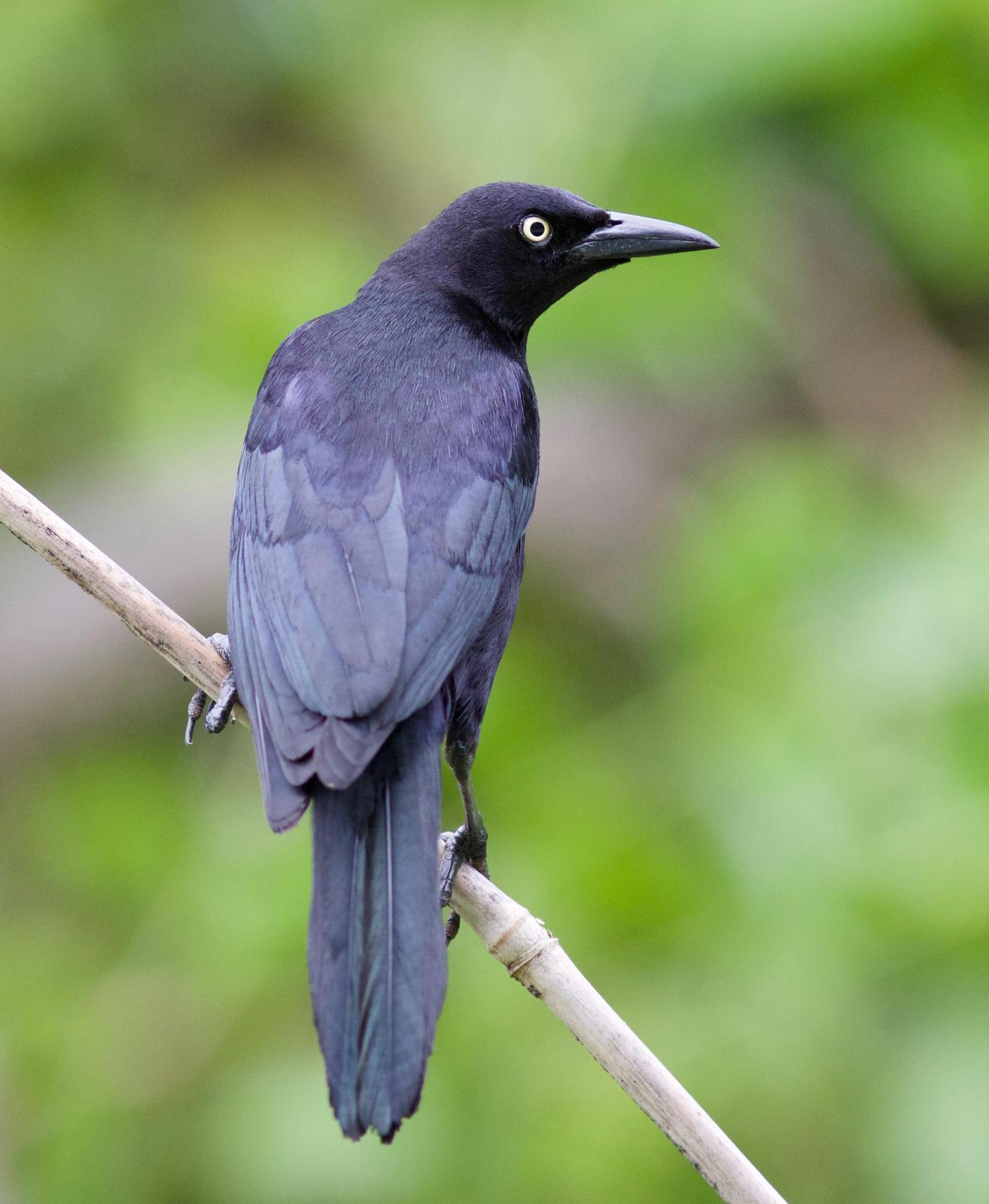 Carib Grackle Photo by Andre  Moncrieff