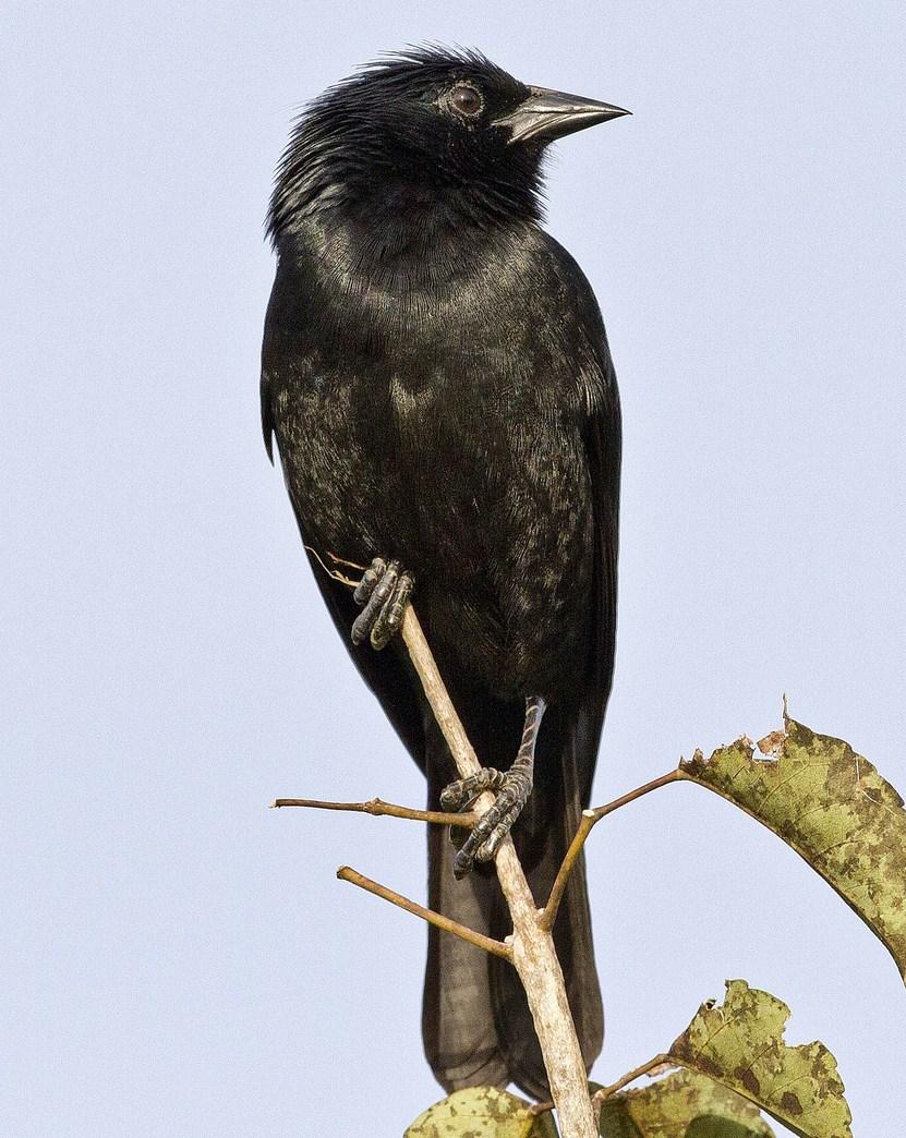 Chopi Blackbird Photo by John Oates