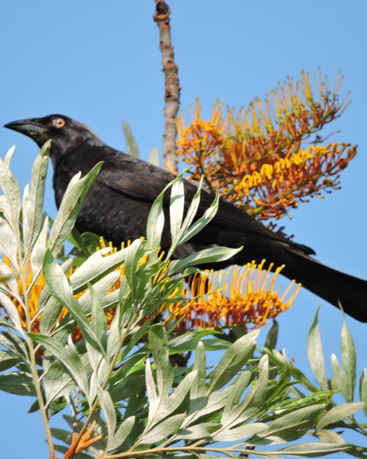 Chopi Blackbird Photo by Peter Lowe