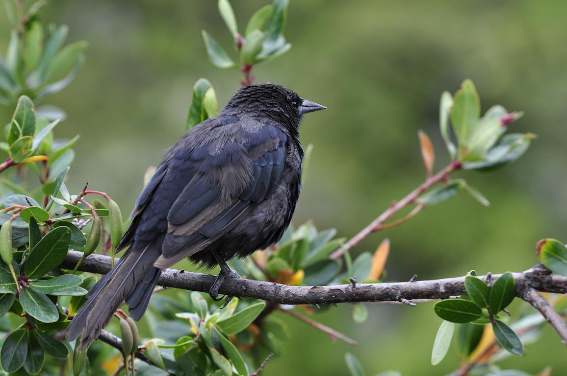 Austral Blackbird Photo by Cristian  Pinto