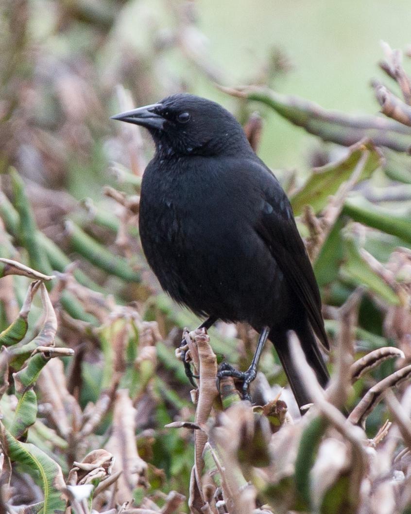 Austral Blackbird Photo by Robert Lewis