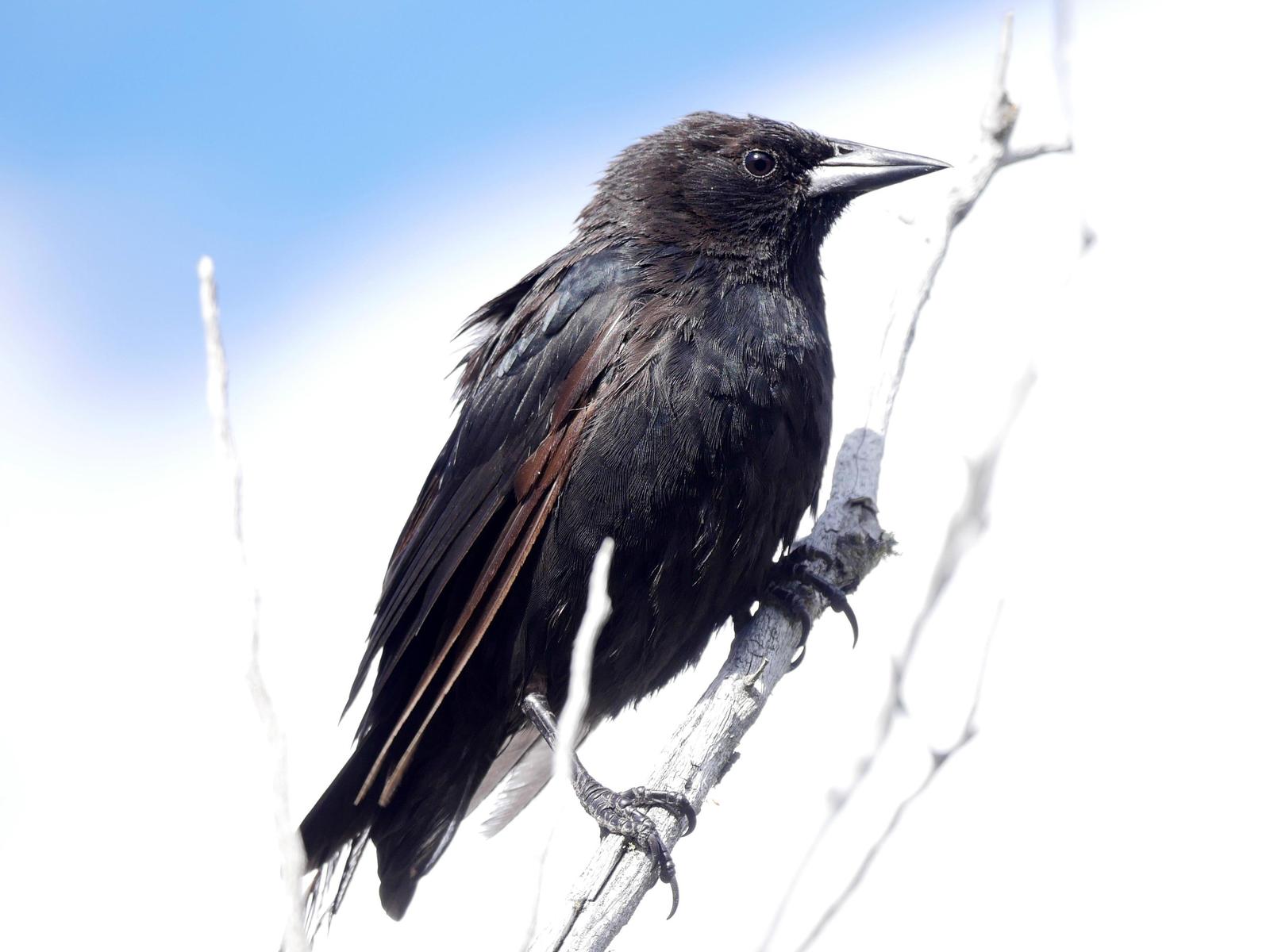 Austral Blackbird Photo by Peter Lowe
