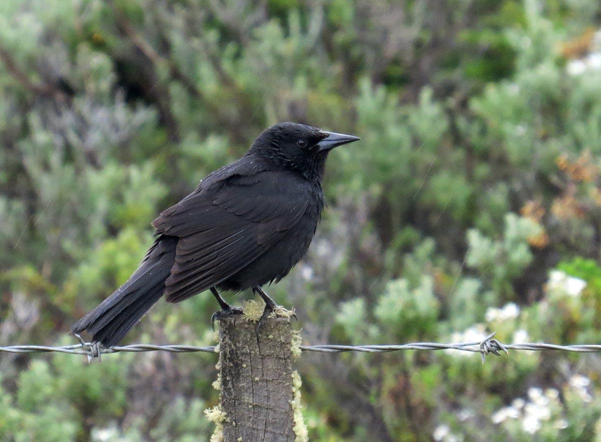 Austral Blackbird Photo by Peter Boesman