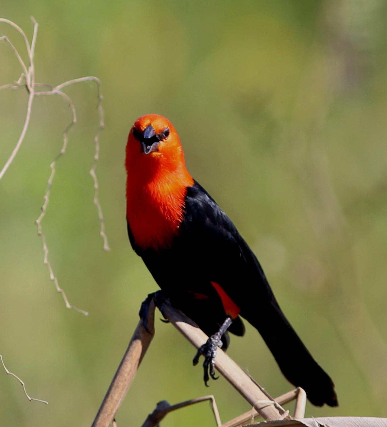 Scarlet-headed Blackbird Photo by Rohan van Twest