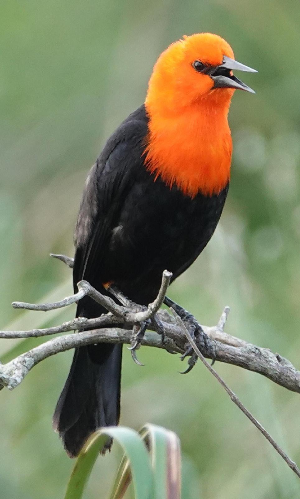 Scarlet-headed Blackbird Photo by Kathleen Horn