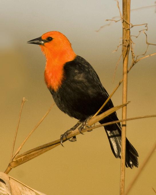 Scarlet-headed Blackbird Photo by Francesco Veronesi