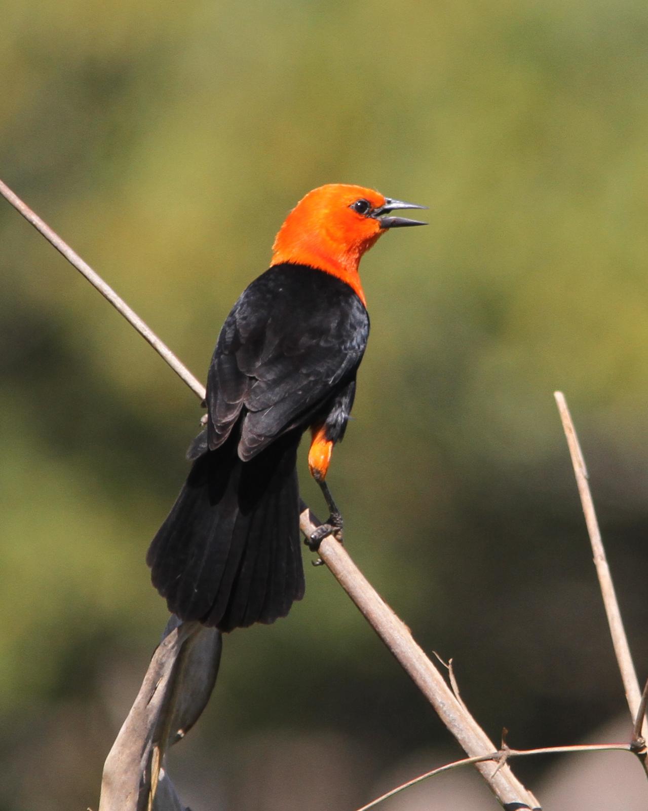 Scarlet-headed Blackbird Photo by Marcelo Padua