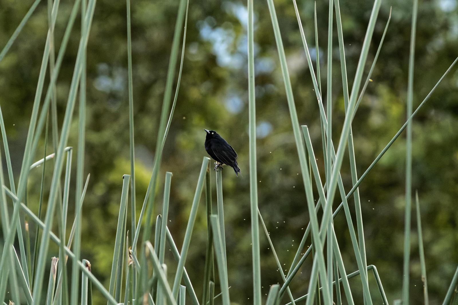 Pale-eyed Blackbird Photo by Leonardo Garrigues