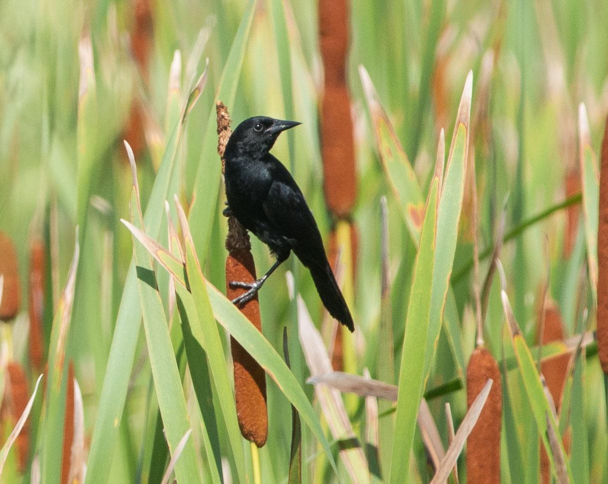Unicolored Blackbird Photo by Evaldo Cesari de Oliveira Jr