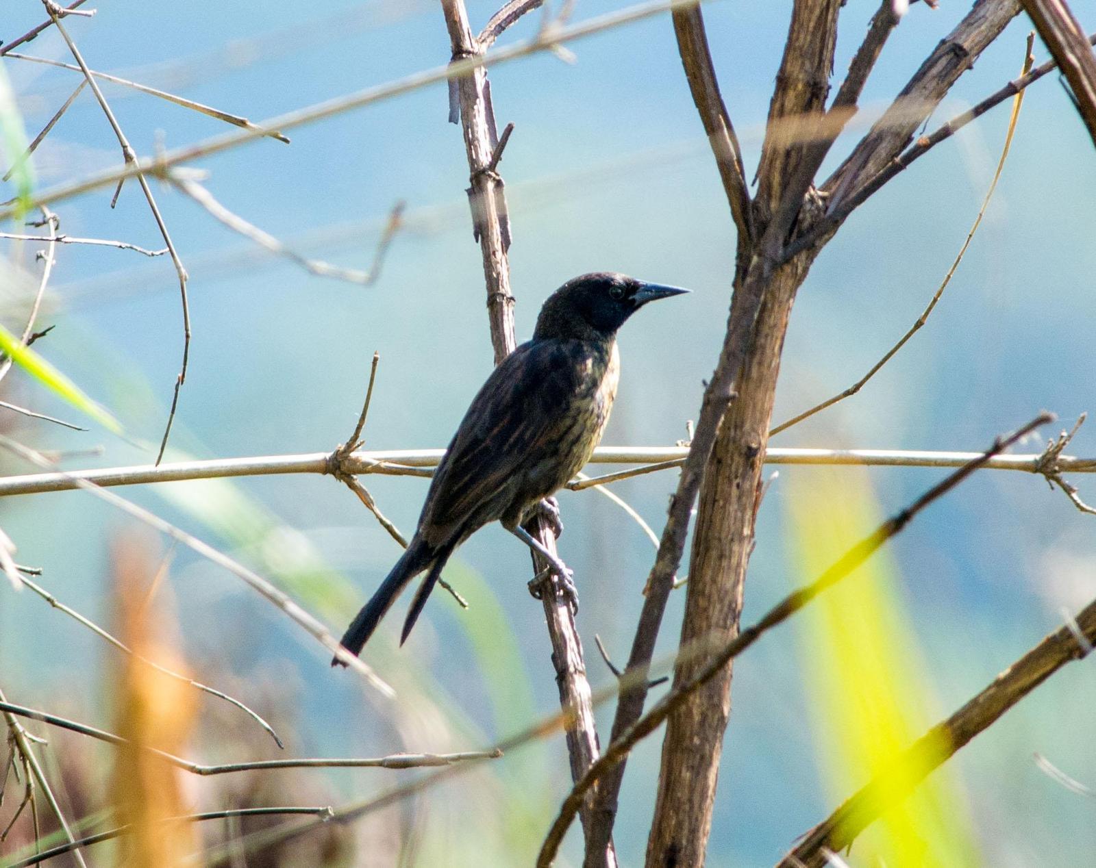 Unicolored Blackbird Photo by Evaldo Cesari de Oliveira Jr