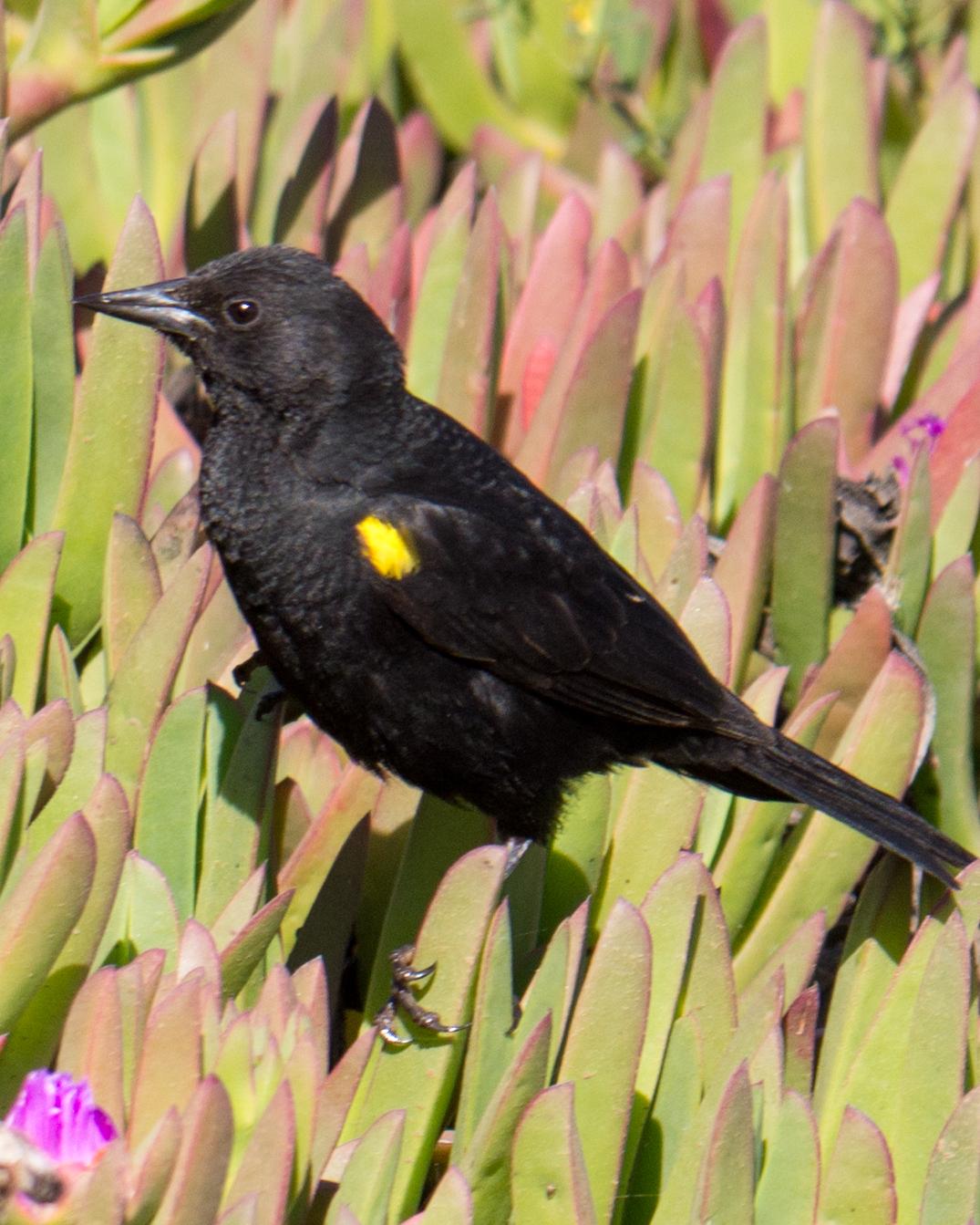 Yellow-winged Blackbird Photo by Randy Siebert