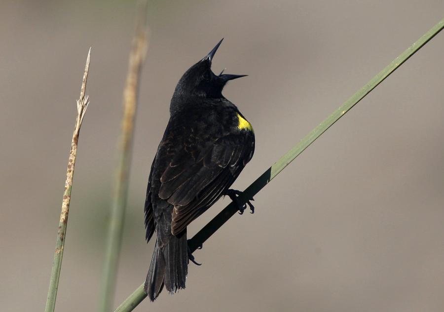 Yellow-winged Blackbird Photo by Ignacio Azocar